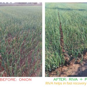 Riva onion trials BHUJ