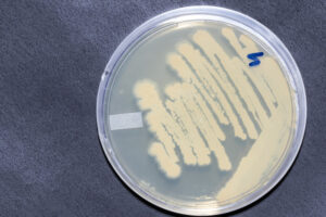 bacillus01 (1)