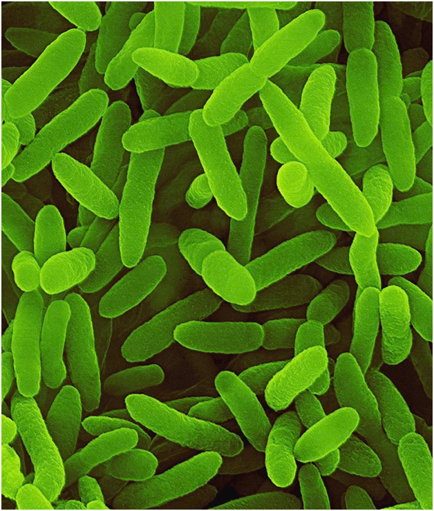 pseudomonas-fluroscens-1