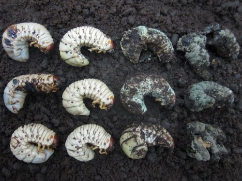 M._majus_infection_stages_on_Oryctes_rhinoceros_grubs_in_field_condition