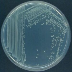 pseudomonas-fluorescen-500x500