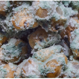 trichoderma-viride-3