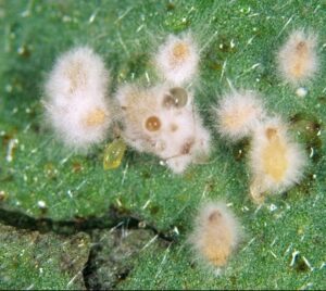 verticillium lecanii attacking aphids