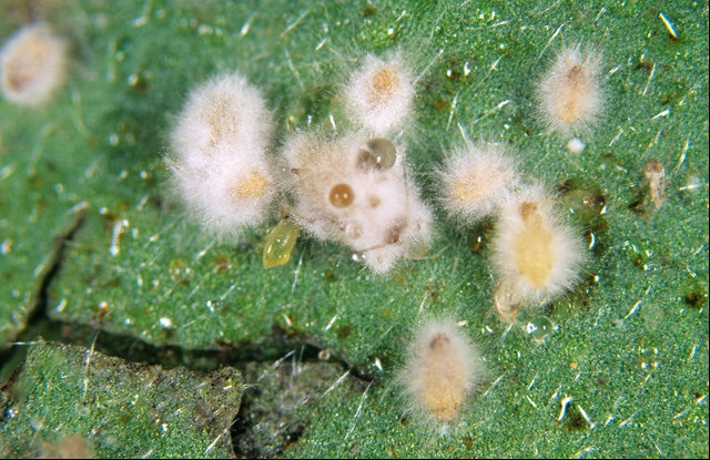 verticillium lecanii attacking aphids