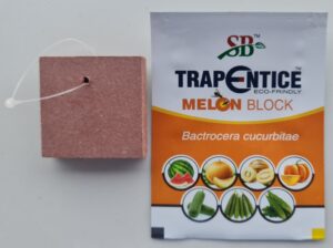 Melon block (2)